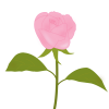 薔薇　