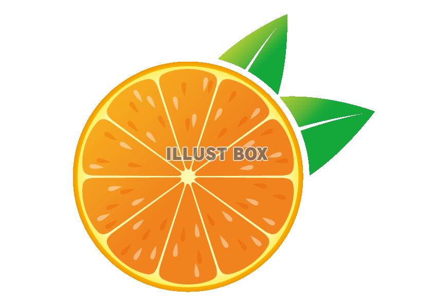 柑橘 イラスト無料