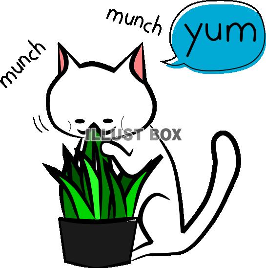 にゃっこさん猫草を食べる【PNG】