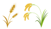 稲穂・小麦