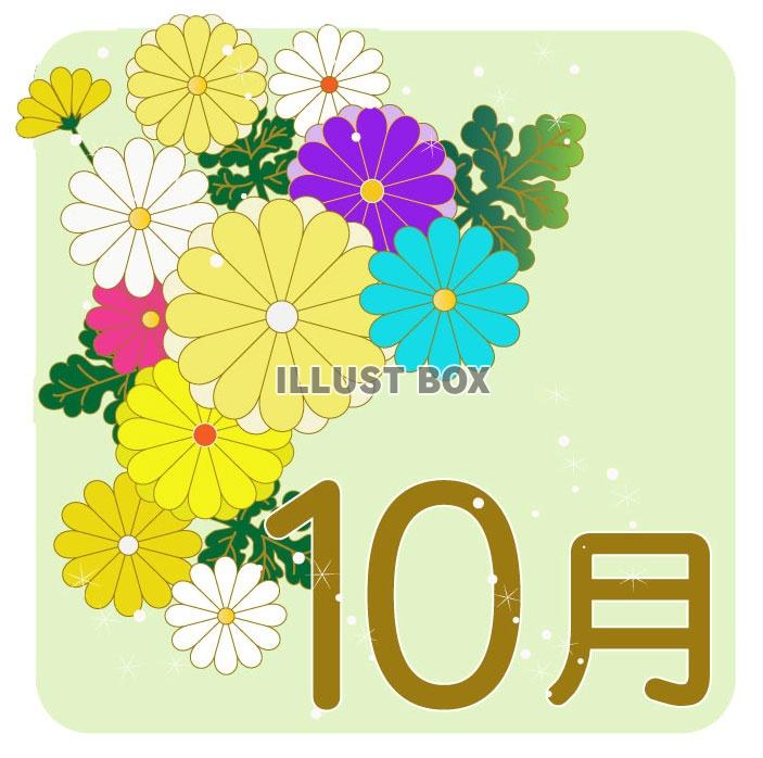 無料イラスト １０月のカレンダーロゴ 菊