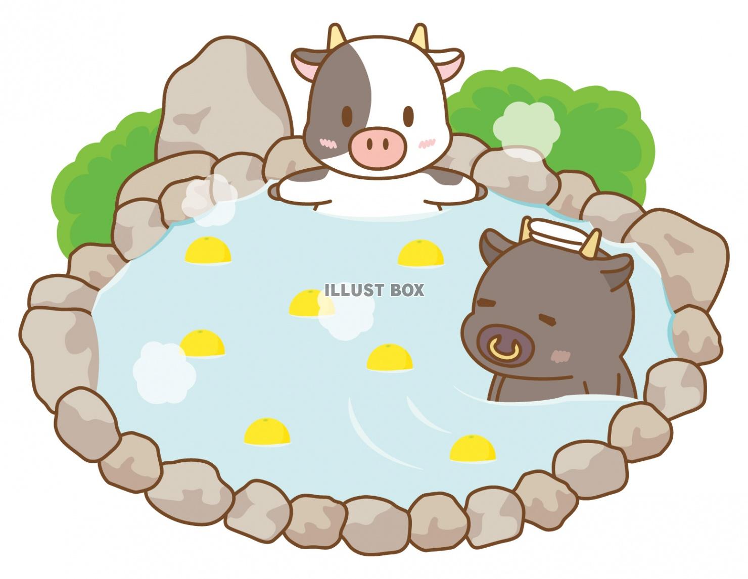 柚子湯に入る牛さん(丑、うし、正月、干支、年賀状、温泉、銭湯...