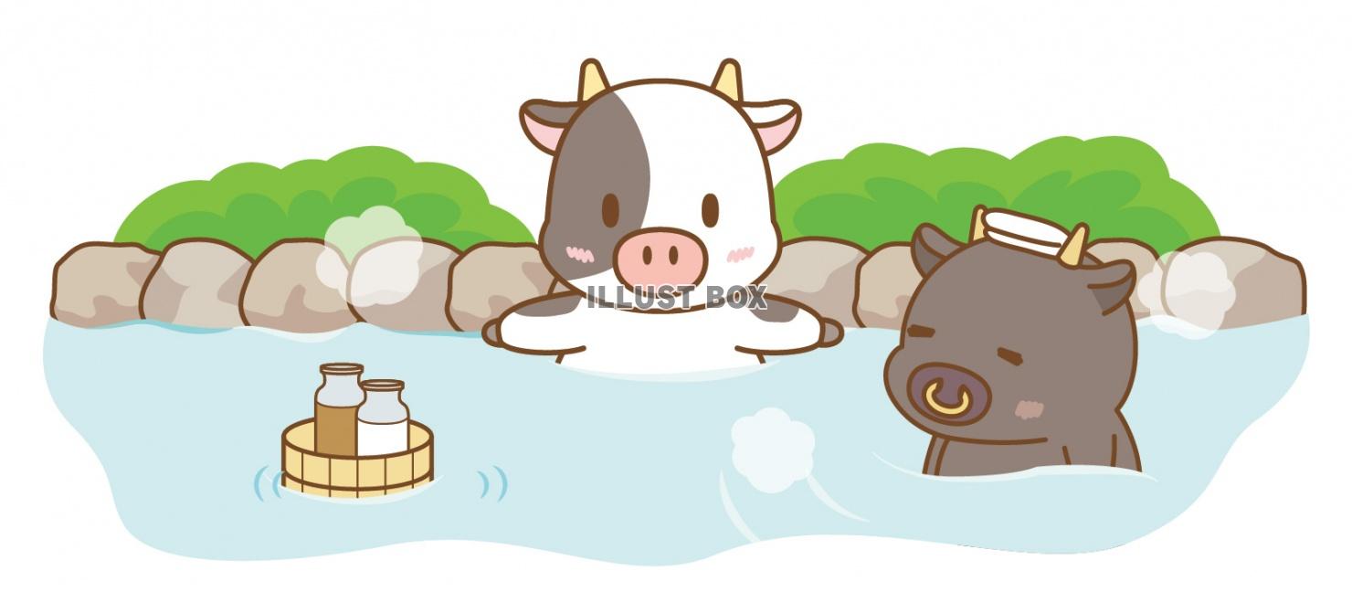 温泉でミルクを飲む入る牛さん3(丑、うし、正月、干支、年賀状...