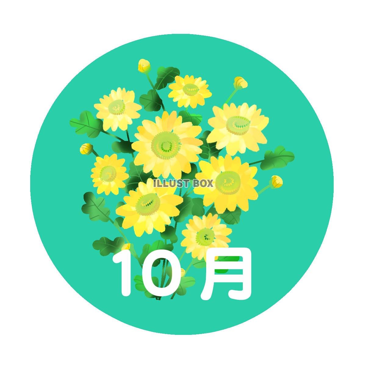 １０月のカレンダーロゴ（小菊）