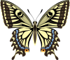 アゲハチョウ　ナミアゲハ　蝶