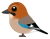 ミヤマカケス（日本の野鳥）　透過PNG