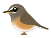 マミチャジナイ　（日本の野鳥）透過PNG