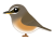 マミチャジナイ　（日本の野鳥）透過PNG