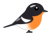 ムギマキ（日本の野鳥）透過PNG