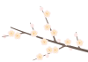 梅の花　枝と白梅