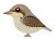 アリスイ（日本の野鳥）透過PNG