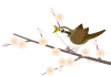白梅とウグイス