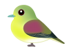 アオバト（日本の野鳥）透過PNG