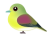 アオバト（日本の野鳥）透過PNG