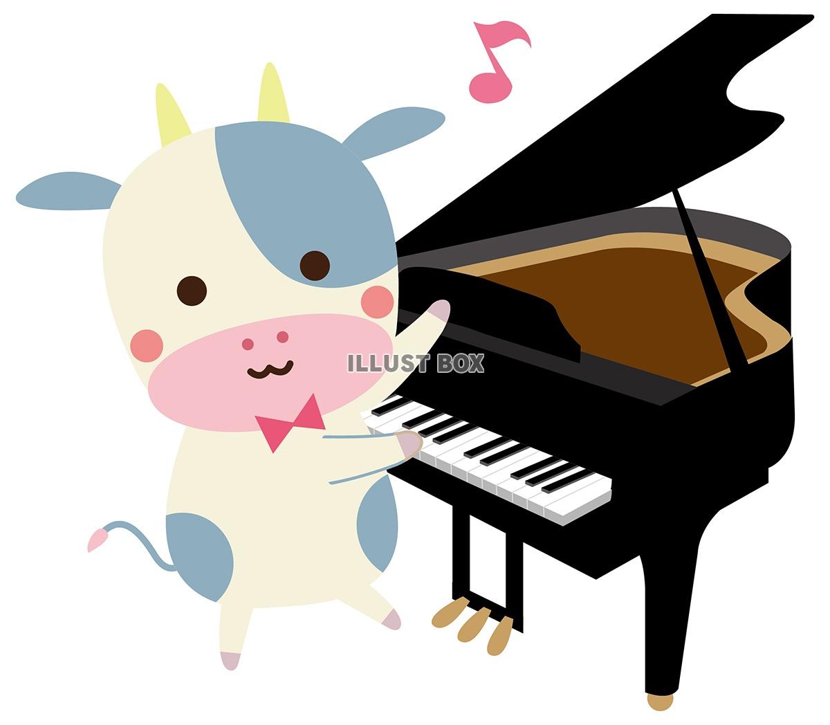 ピアノ牛