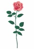 一輪のピンクのバラの花イラスト