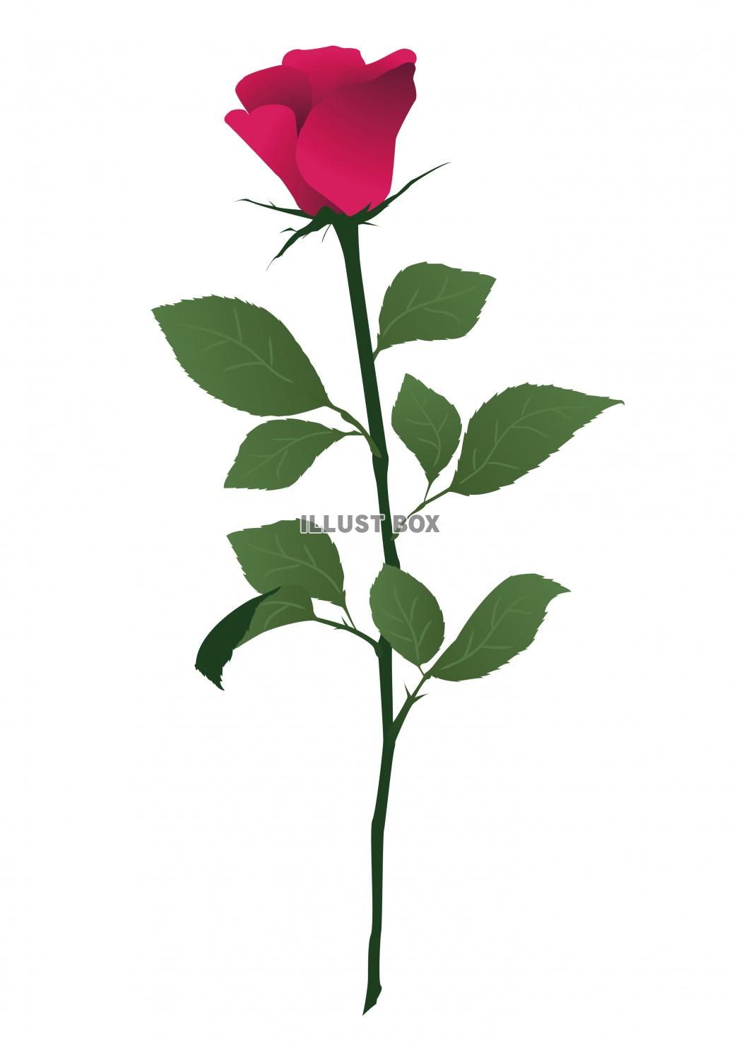 無料イラスト 一輪の濃いピンクのバラの花イラスト