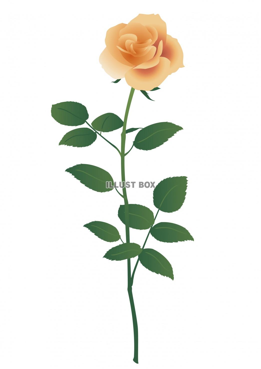 無料イラスト 一輪のベージュのバラの花イラスト