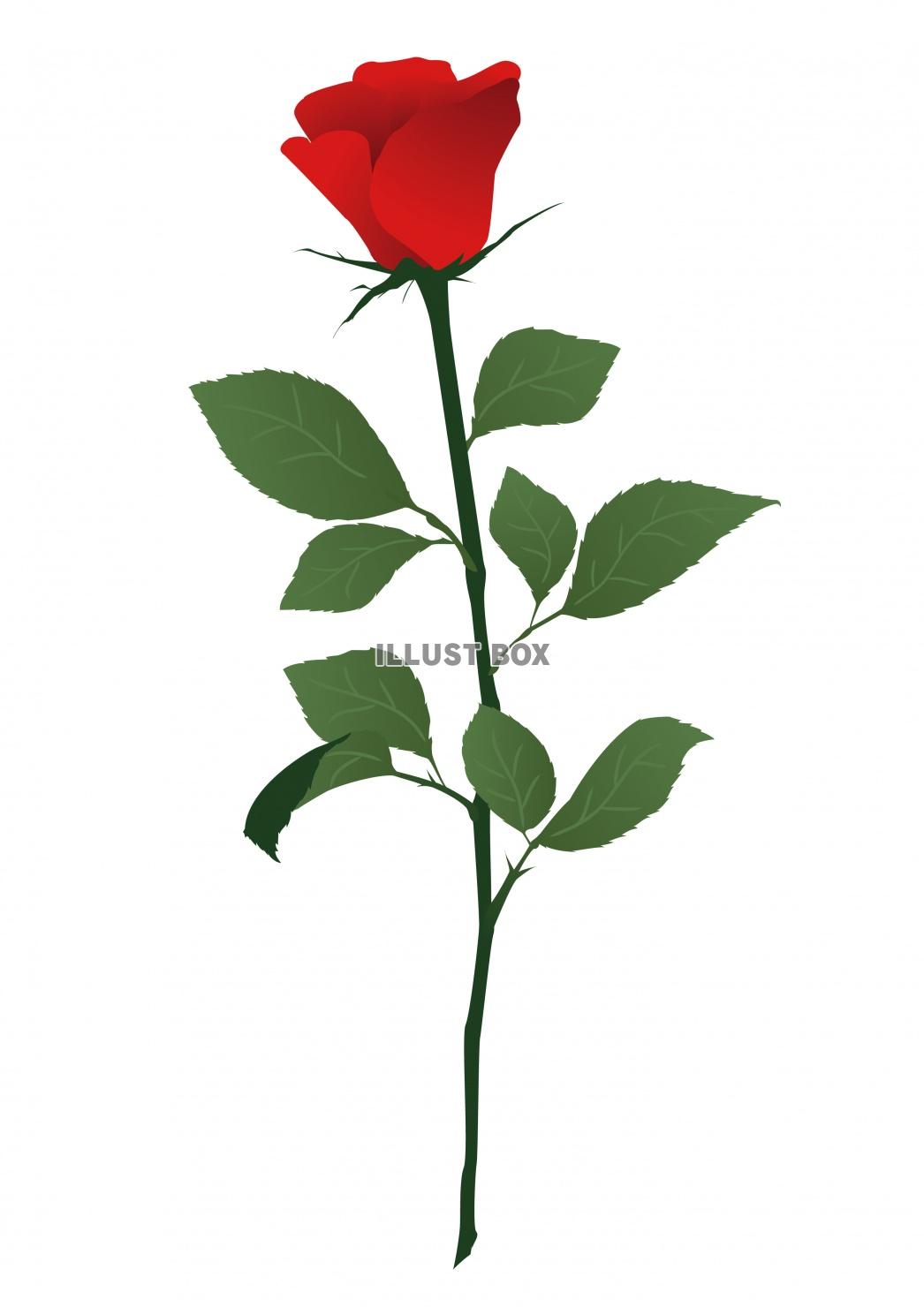 無料イラスト 一輪の赤いバラの花イラスト