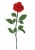 一輪の赤いバラの花イラスト
