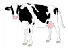 牛のイラスト乳牛ホルスタイン丑年年賀状素材