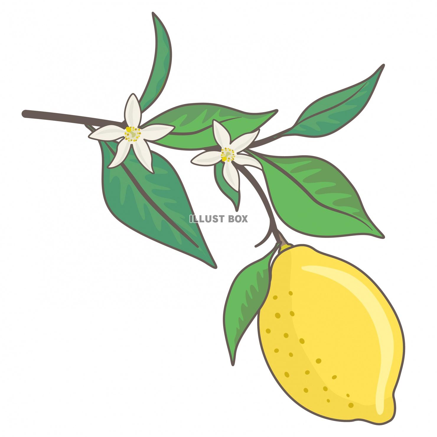 無料イラスト レモンのイラスト レモンデザインパーツ
