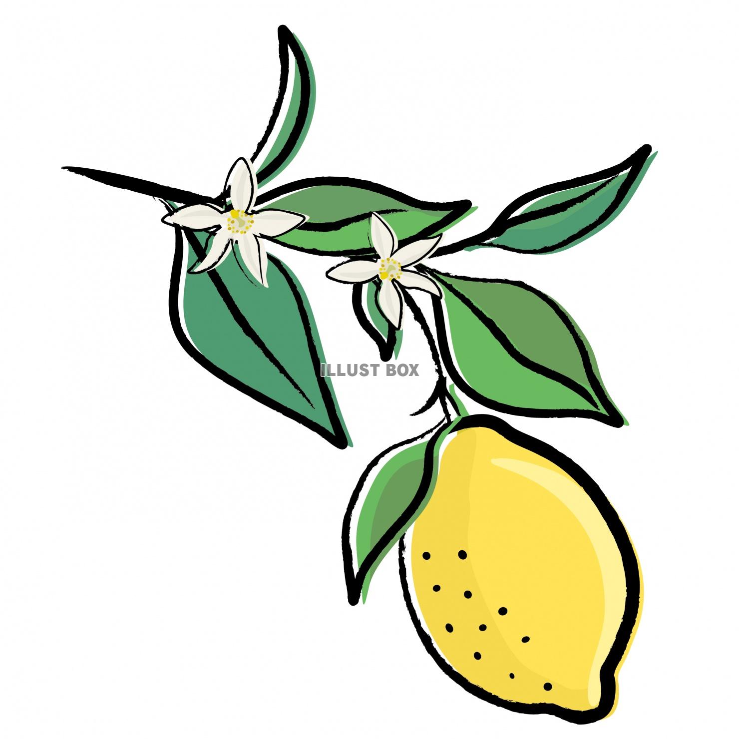 無料イラスト レモンのイラスト 筆書きのレモンデザインパーツ