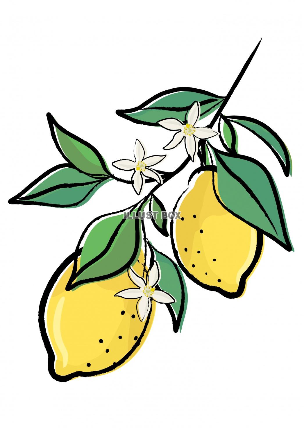 無料イラスト レモンのイラスト 筆書きのレモンデザインパーツ