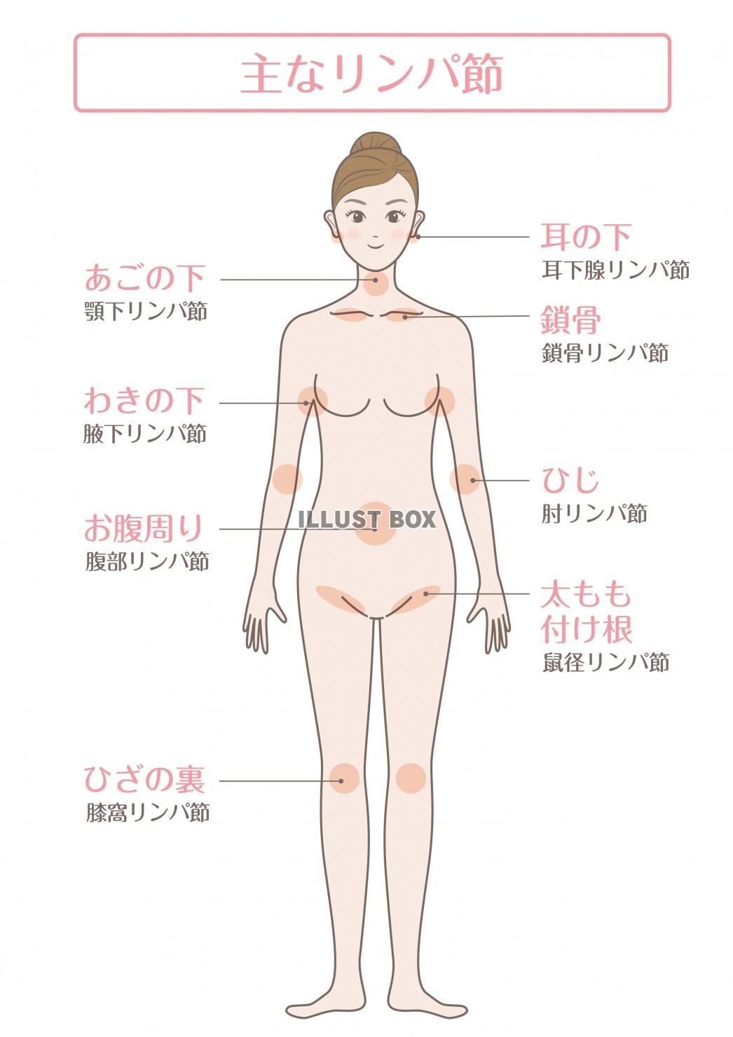 女性の身体 イラスト無料