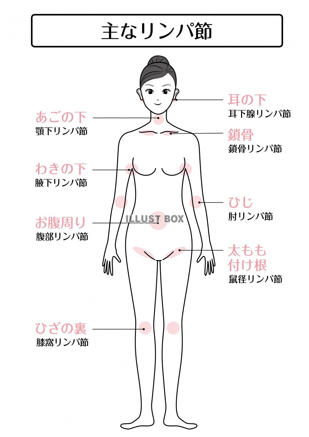 女性の身体 イラスト無料