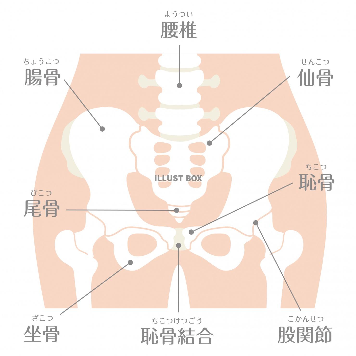 無料イラスト 人間の身体 骨盤イラスト 文字あり
