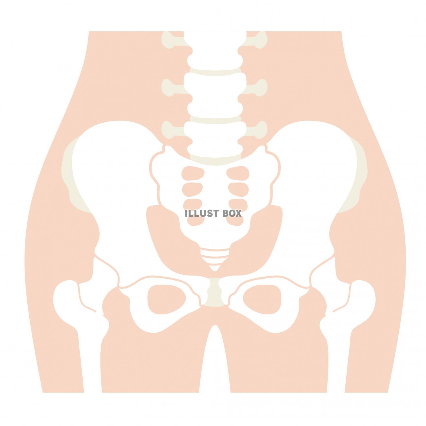 無料イラスト 人間の身体 骨盤イラスト 文字あり