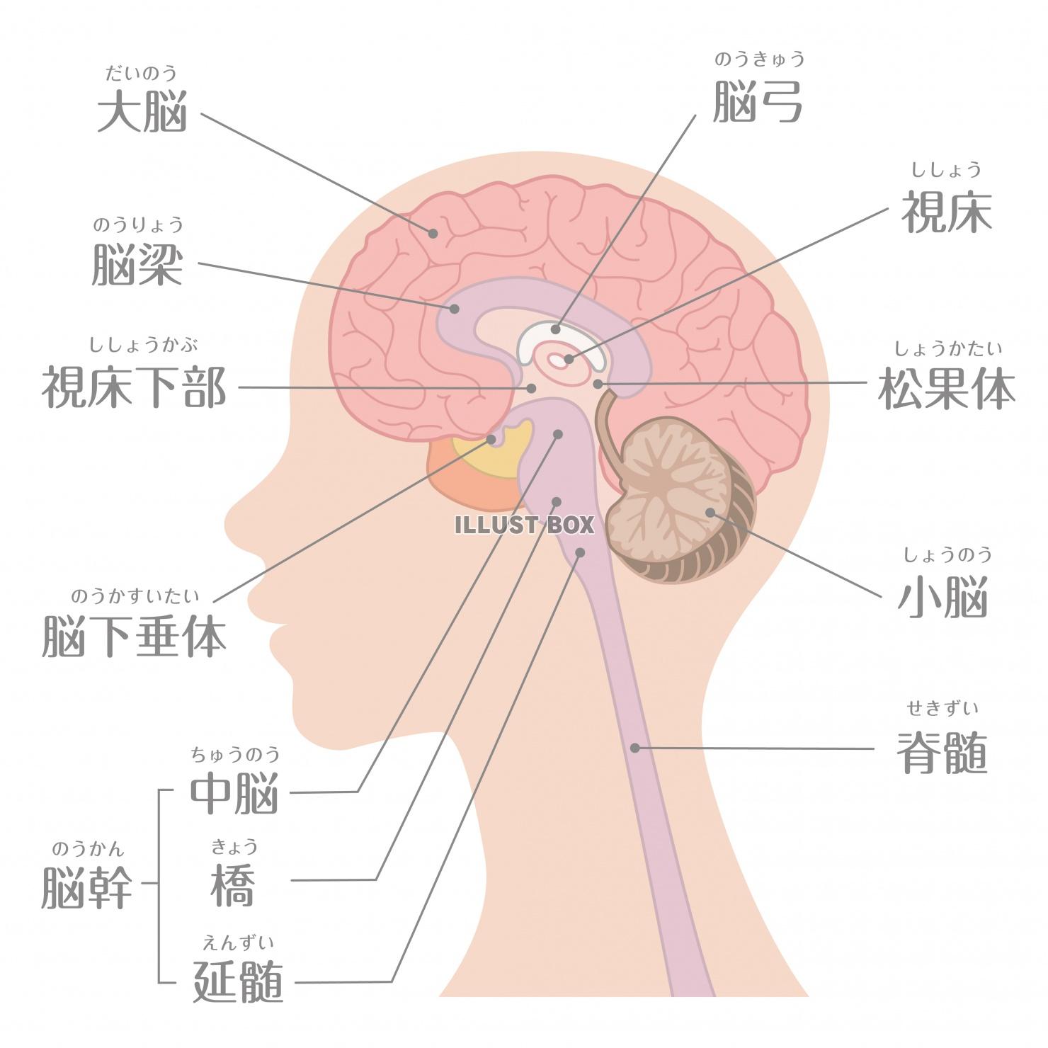 脳外科 イラスト無料