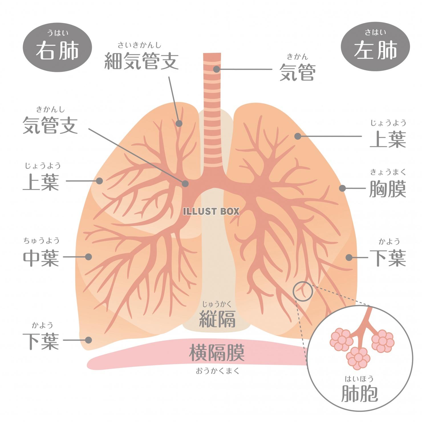 肺 イラスト無料