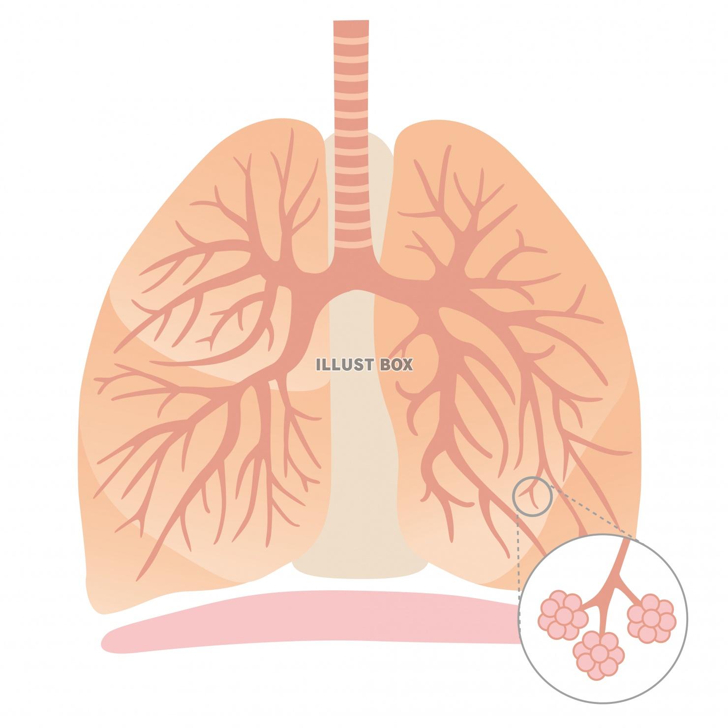 肺 イラスト無料