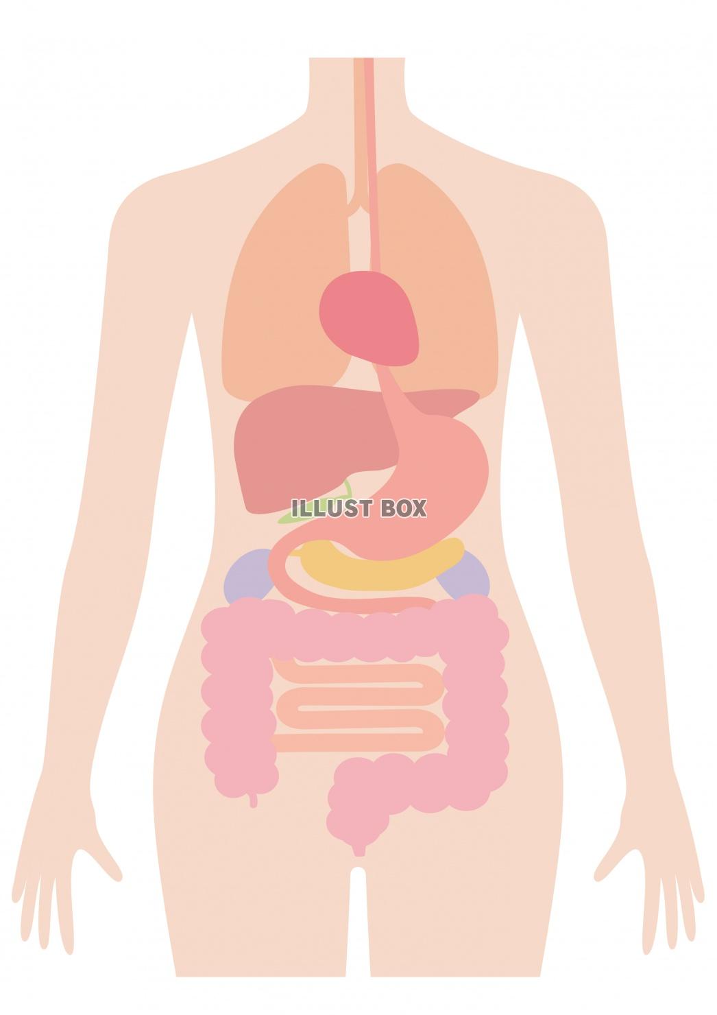 無料イラスト 人間の身体 臓器イラスト 女性 文字なし