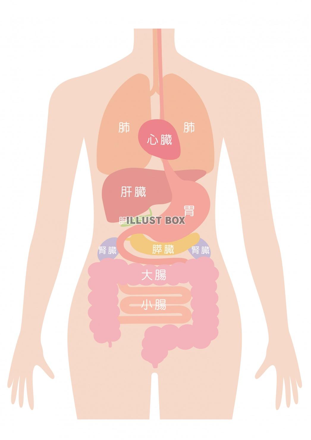 無料イラスト 人間の身体 臓器イラスト 女性 文字あり