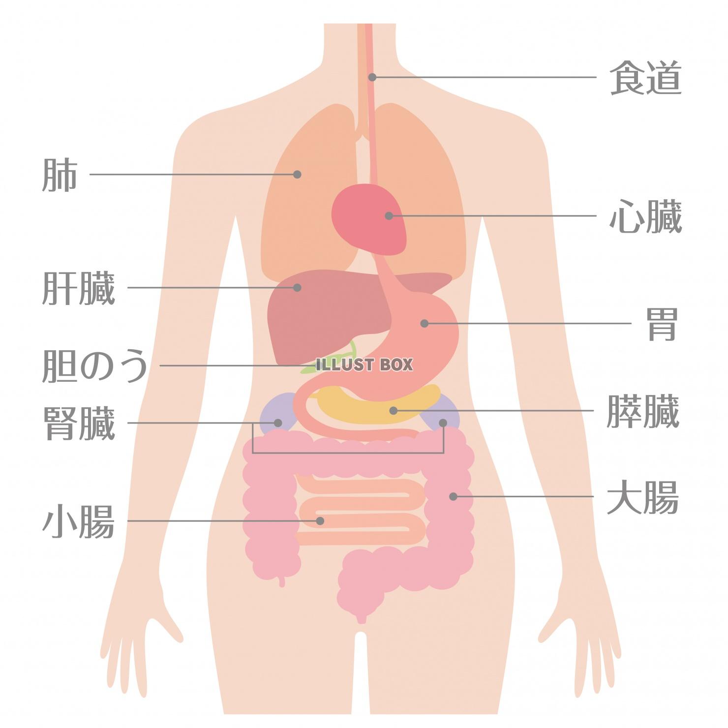 消化器官 イラスト無料