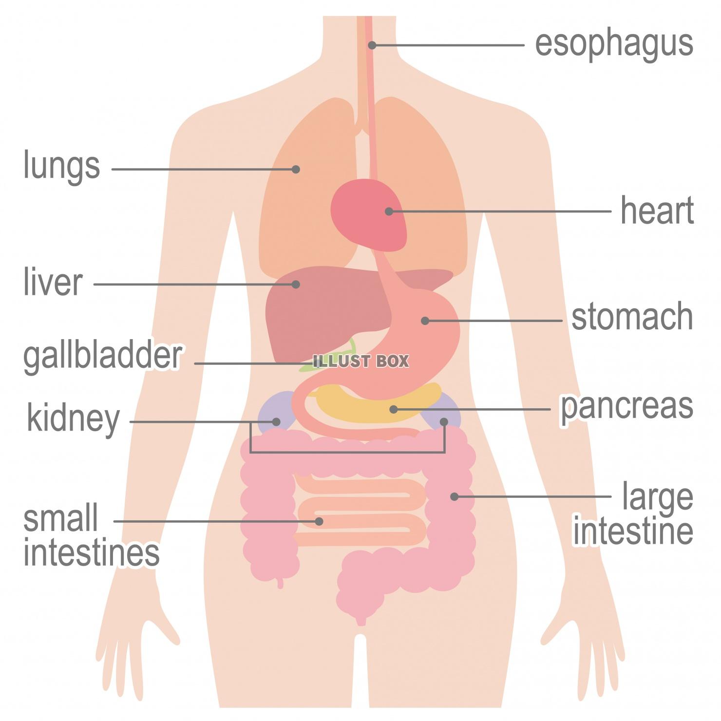 人間の身体★臓器イラスト（女性）★英語バーション