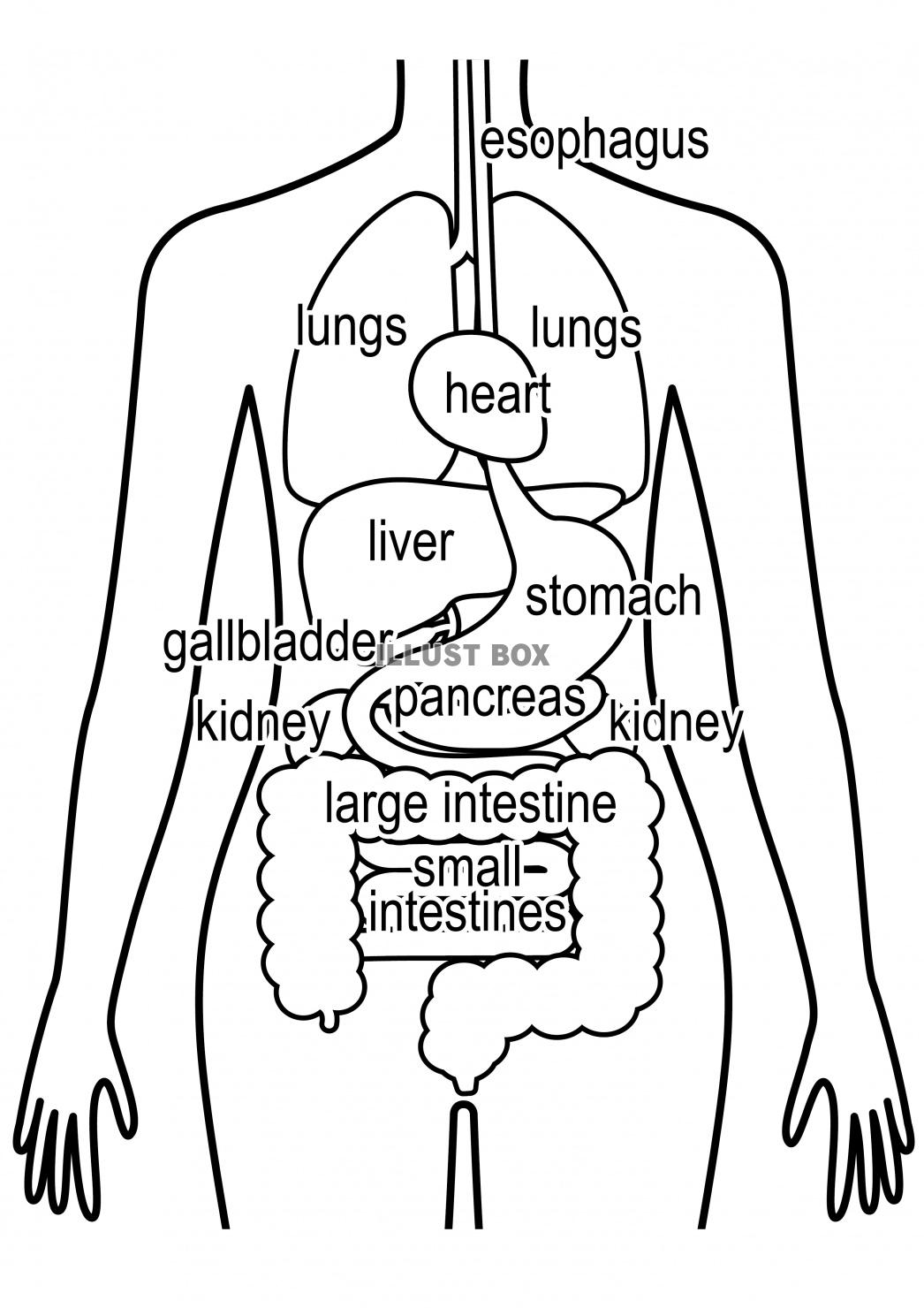 無料イラスト 人間の身体 臓器イラスト 女性 英語バーション
