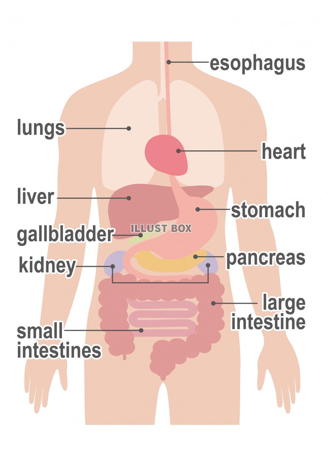 無料イラスト 人間の身体 臓器イラスト 男性 英語バーション
