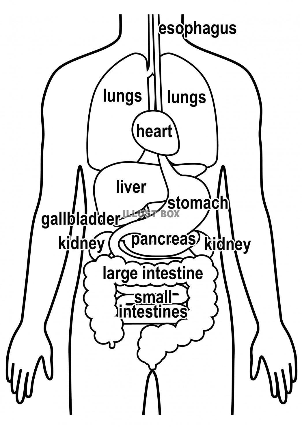 人間の身体★臓器イラスト（男性）★英語バーション