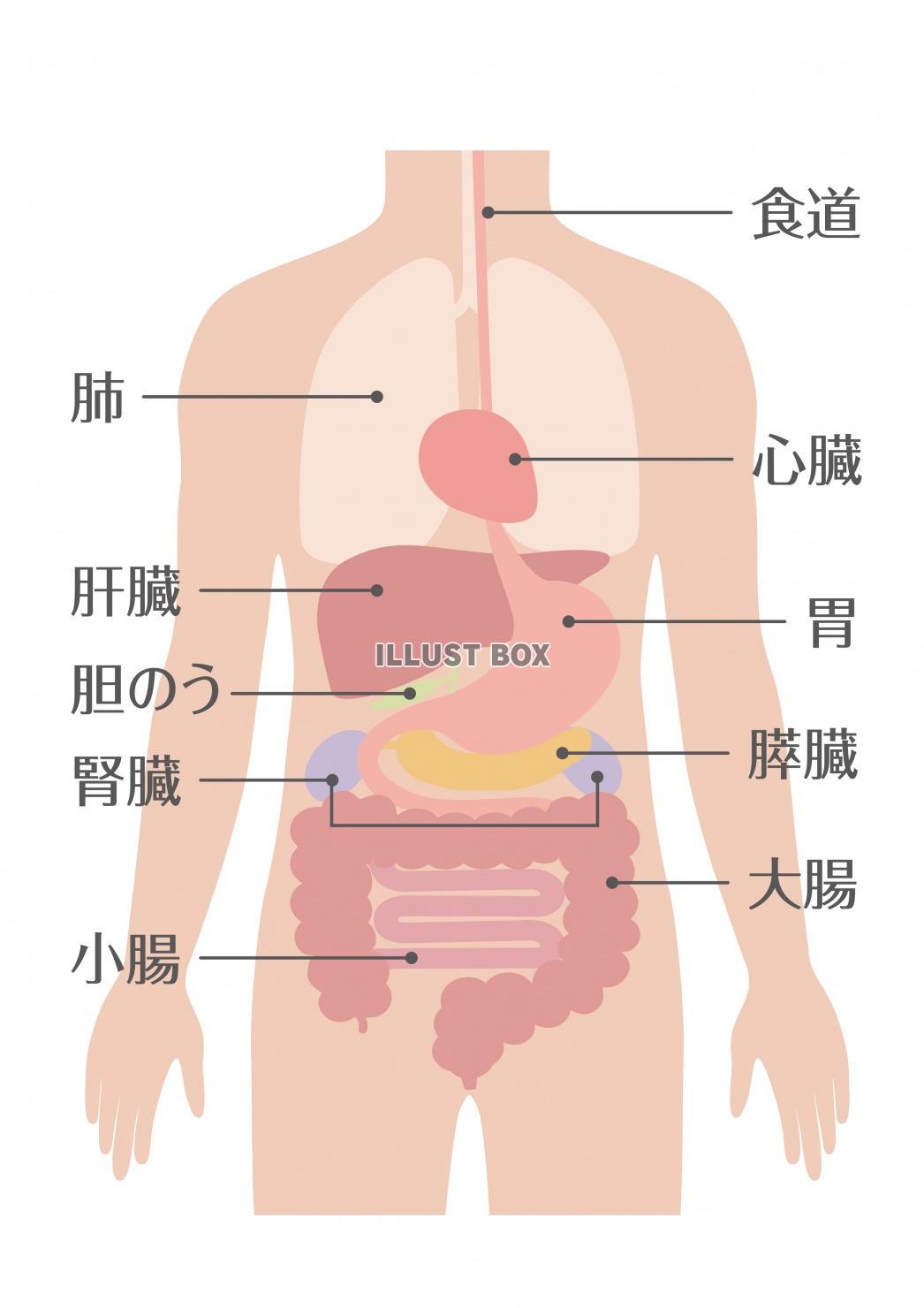 人間の身体★臓器イラスト（男性）★文字あり