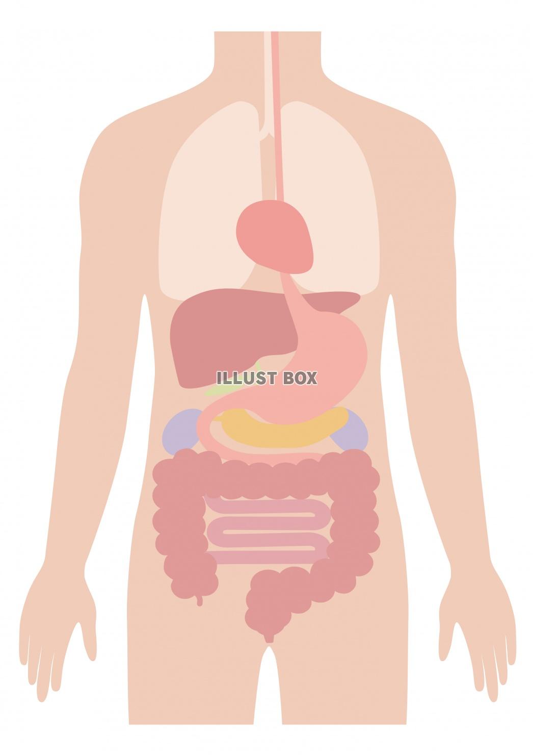 内臓 イラスト無料