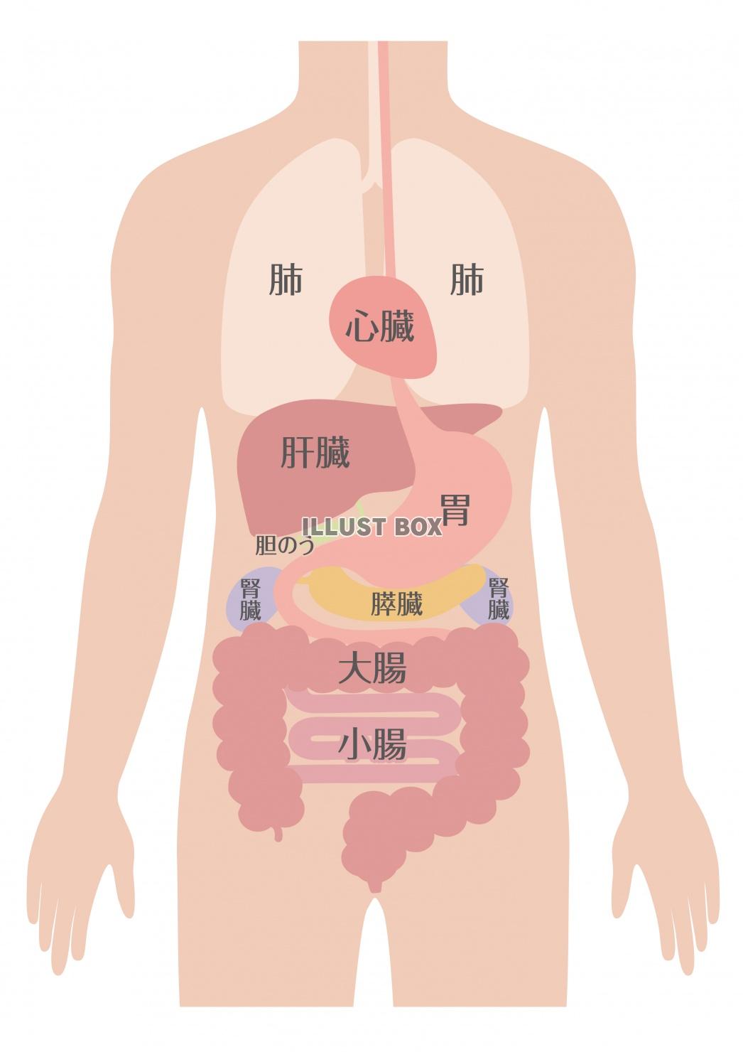 無料イラスト 人間の身体 臓器イラスト 男性 文字なし