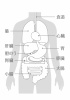 人間の身体★臓器イラスト（男性）★文字あり