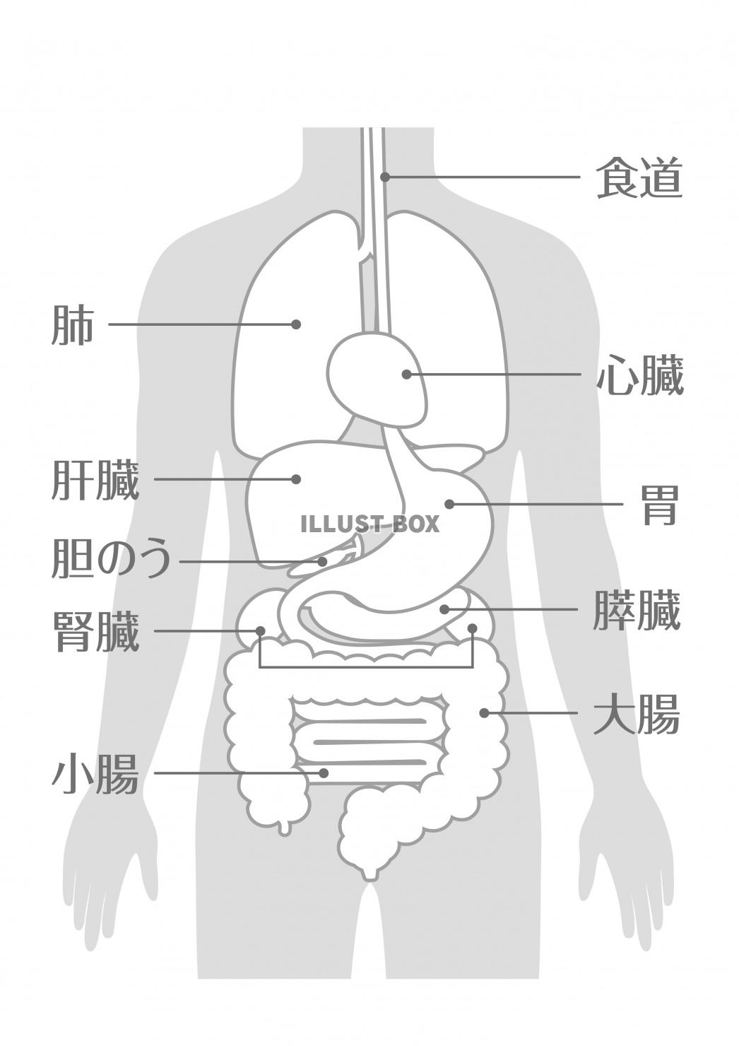 無料イラスト 人間の身体 臓器イラスト 男性 文字あり