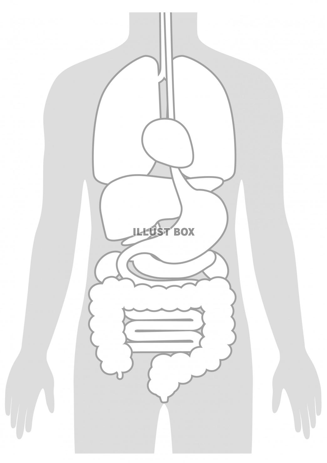 無料イラスト 人間の身体 臓器イラスト 男性 文字なし