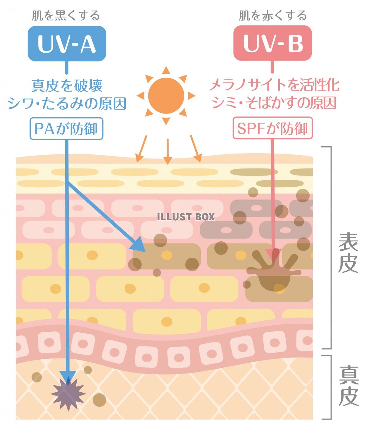 無料イラスト 肌の構造 紫外線の仕組み Uv 説明文字あり