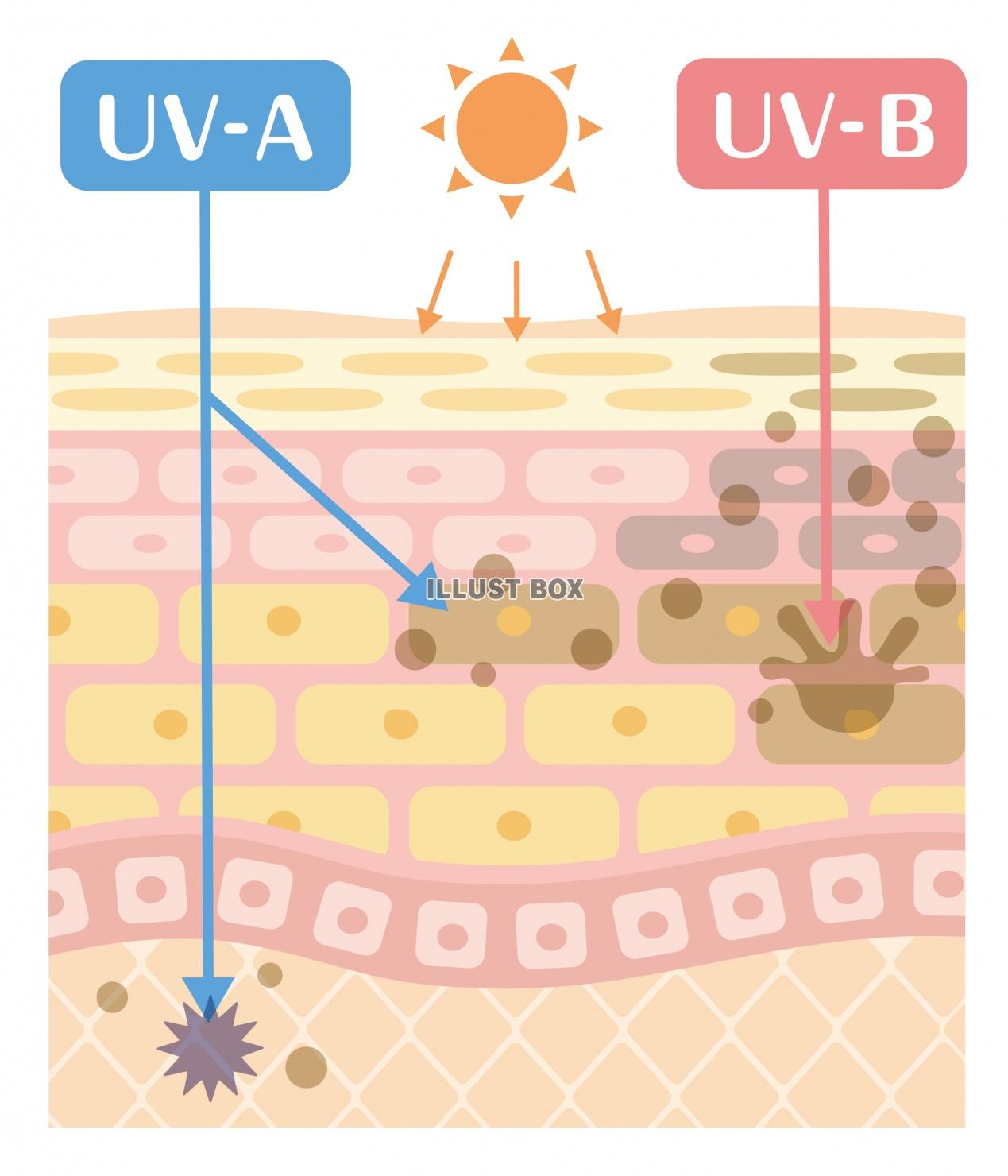 無料イラスト 肌の構造 紫外線の仕組み Uv 説明文字なし